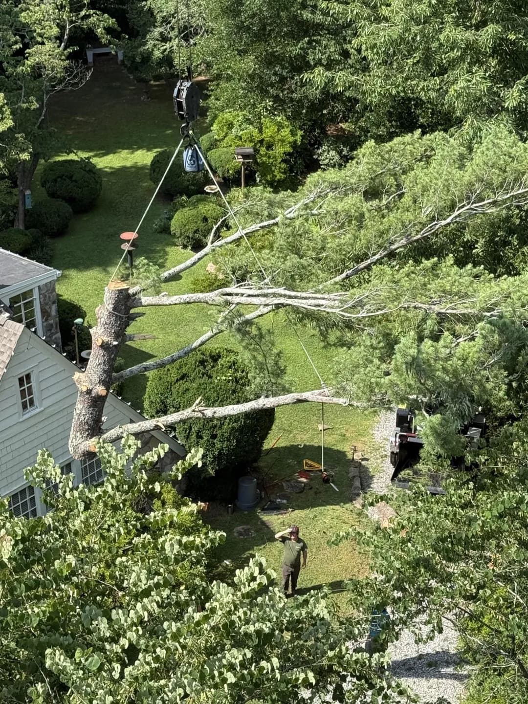 Tree removal in progress with ropes and equipment in a residential yard.