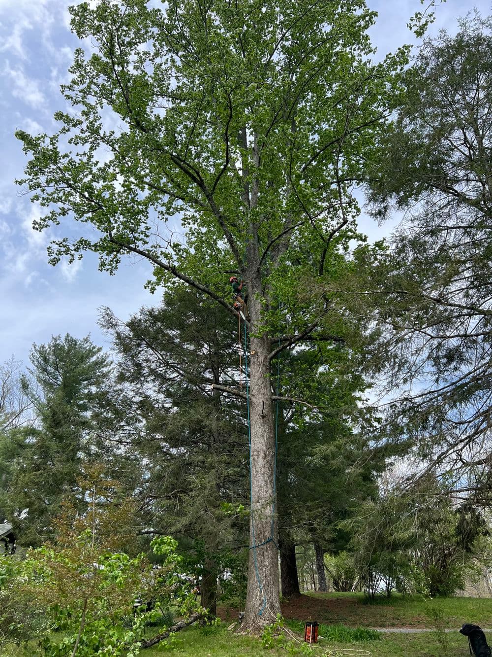 Tree trimming service in action on a tall tree with lush green leaves in a park setting.