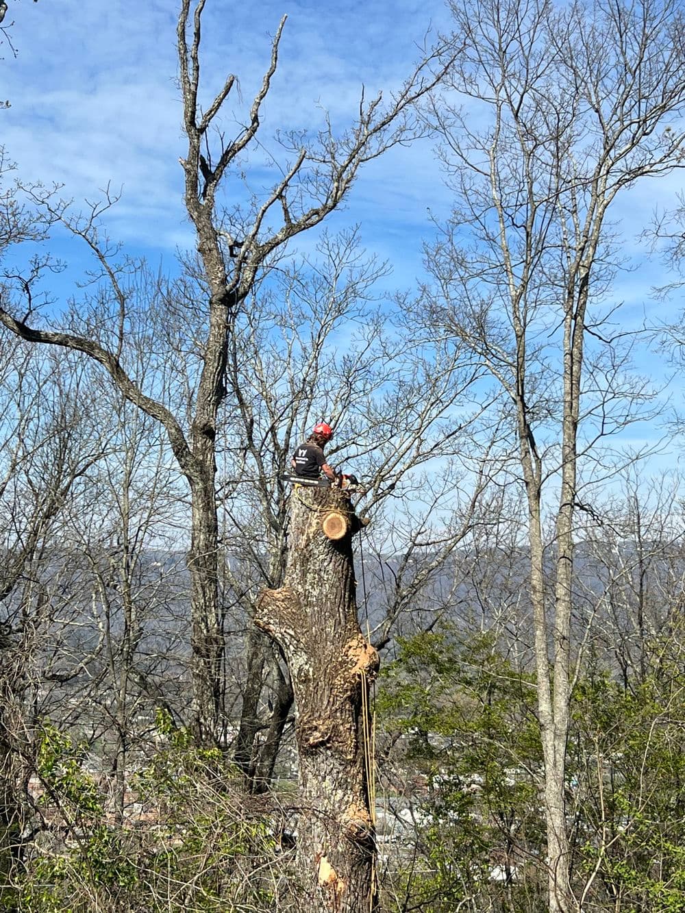 Tree cutting operation with worker at the top of a tree stump against a clear blue sky.