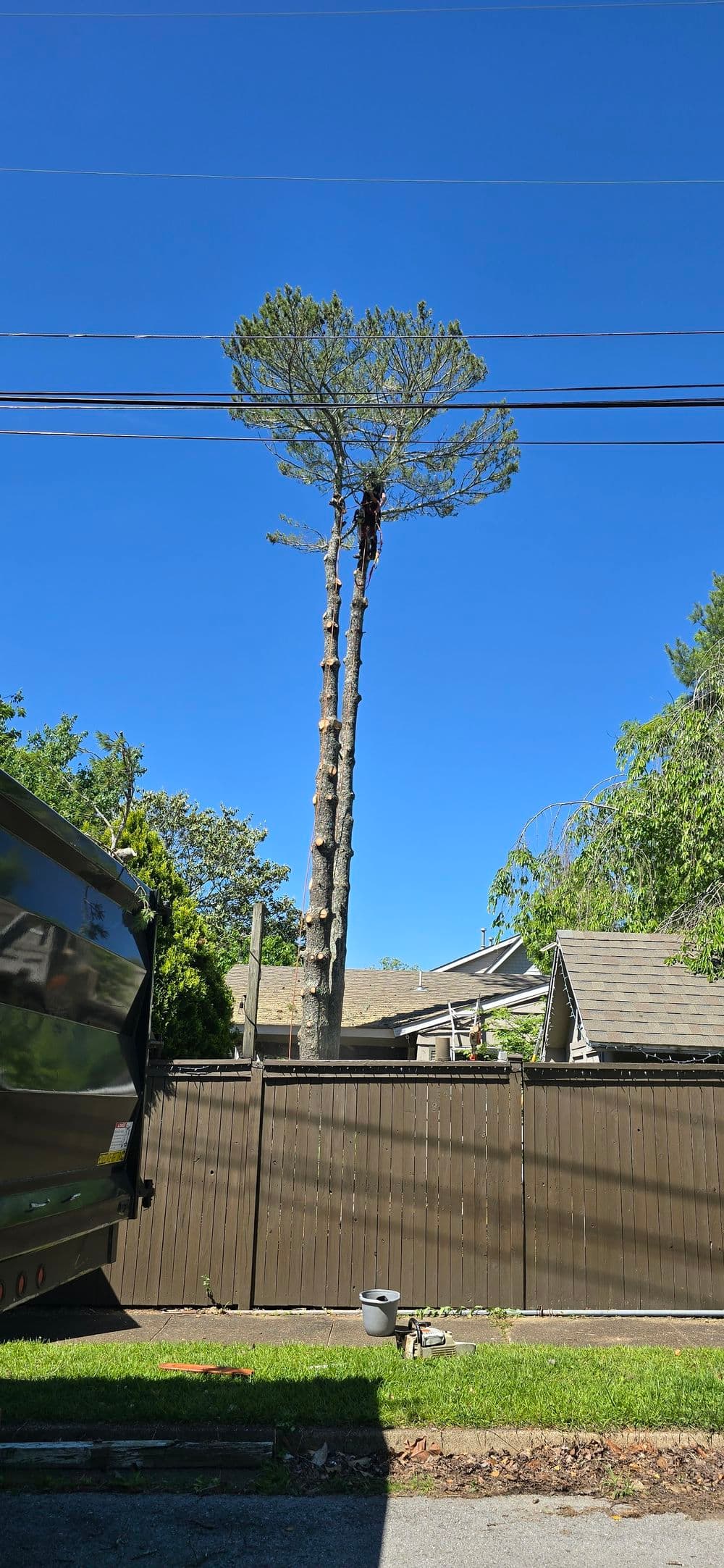 Tall tree being trimmed near power lines on a clear blue sky day.