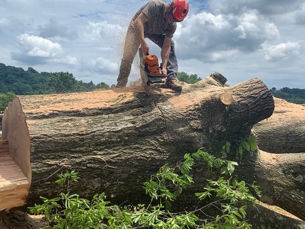 Man using a chainsaw to cut down a large tree trunk outdoors, with sawdust flying.