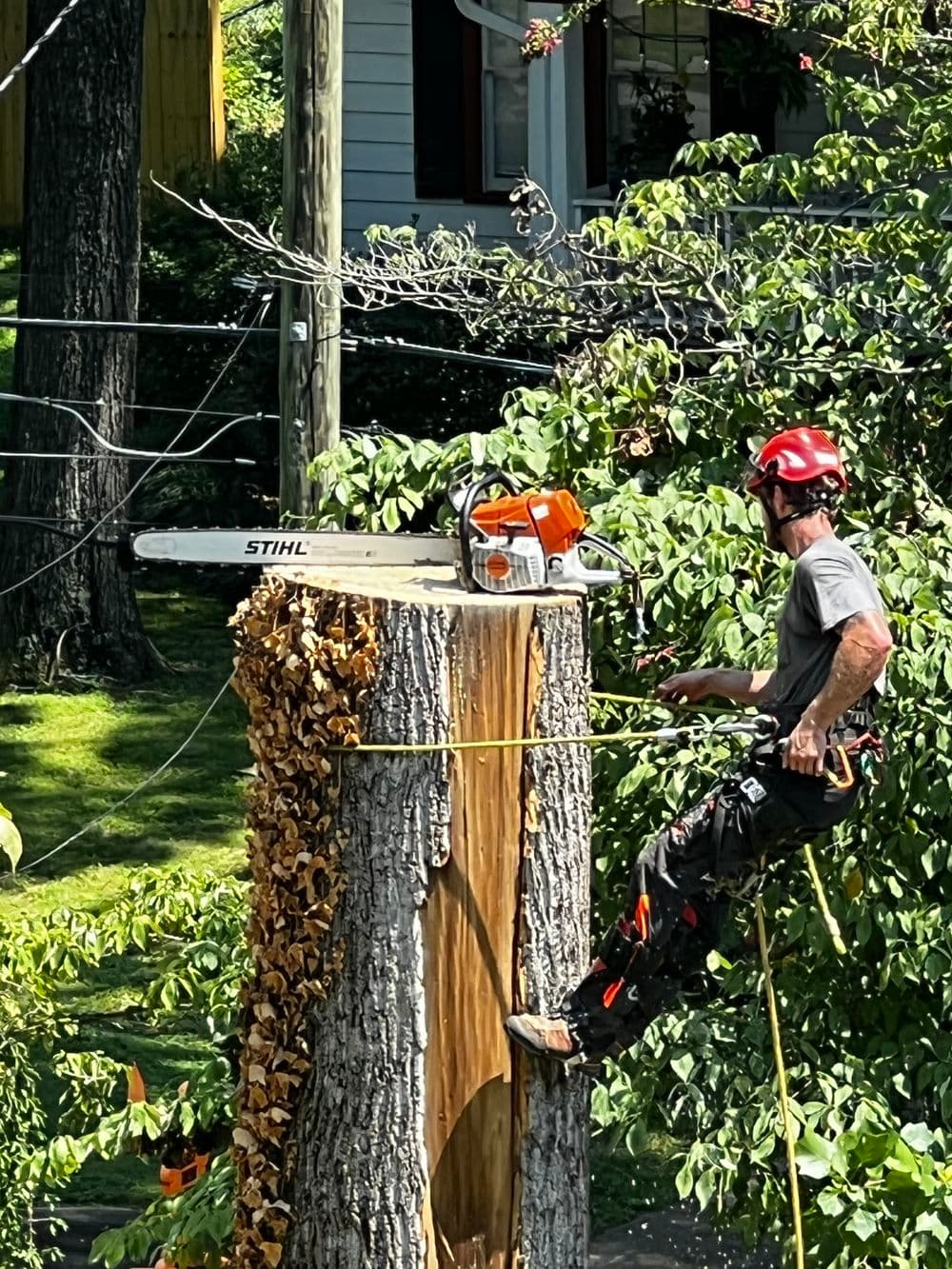Tree trimmer using a chainsaw on a tree stump, surrounded by greenery and power lines.