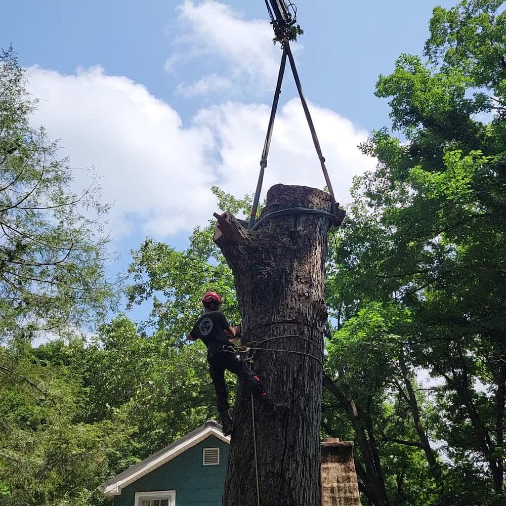 Tree removal process: climber using crane to lift a large tree stump in a residential area.