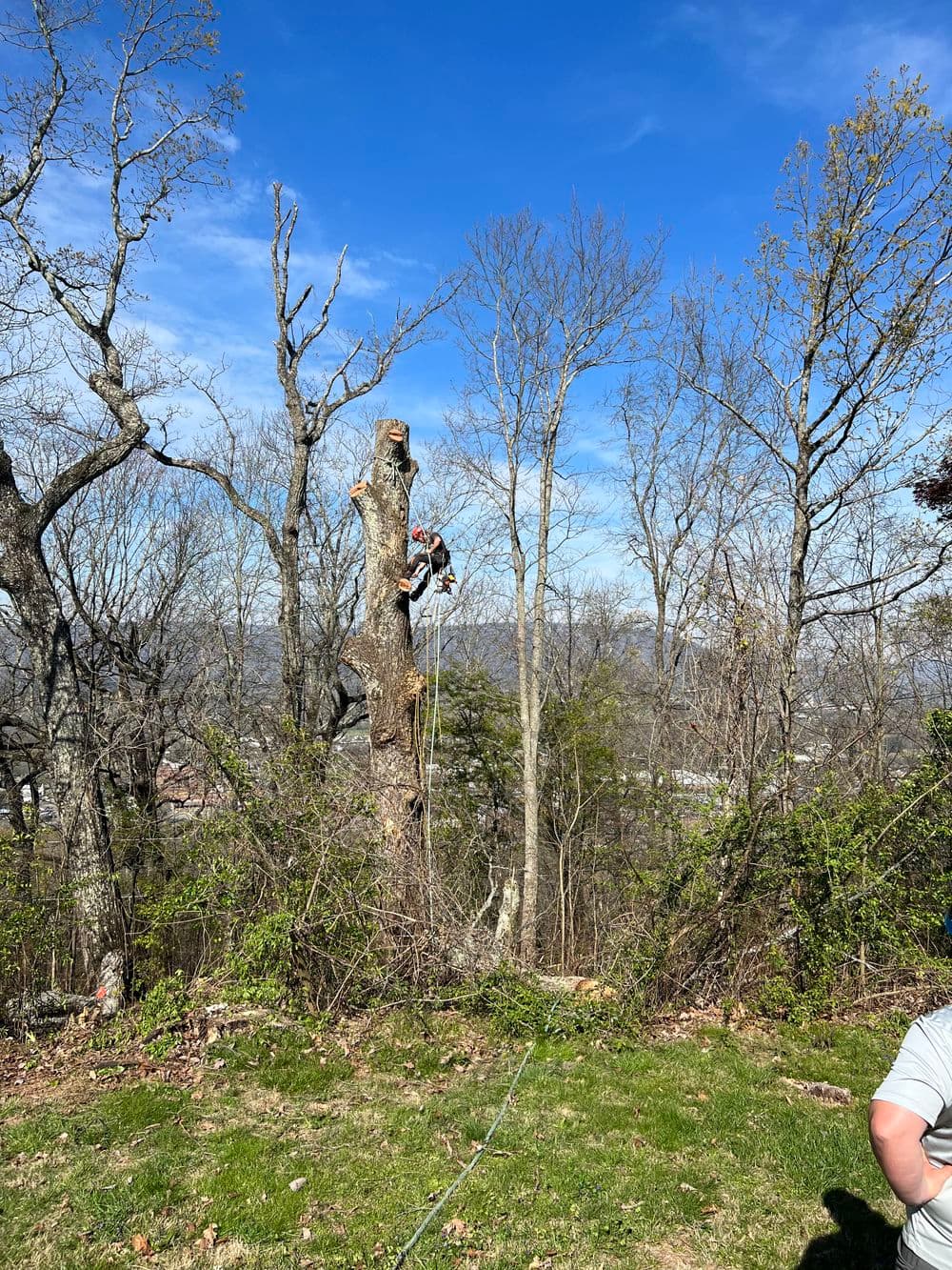 Tree removal service worker cutting down a tall tree with a chainsaw in a wooded area.