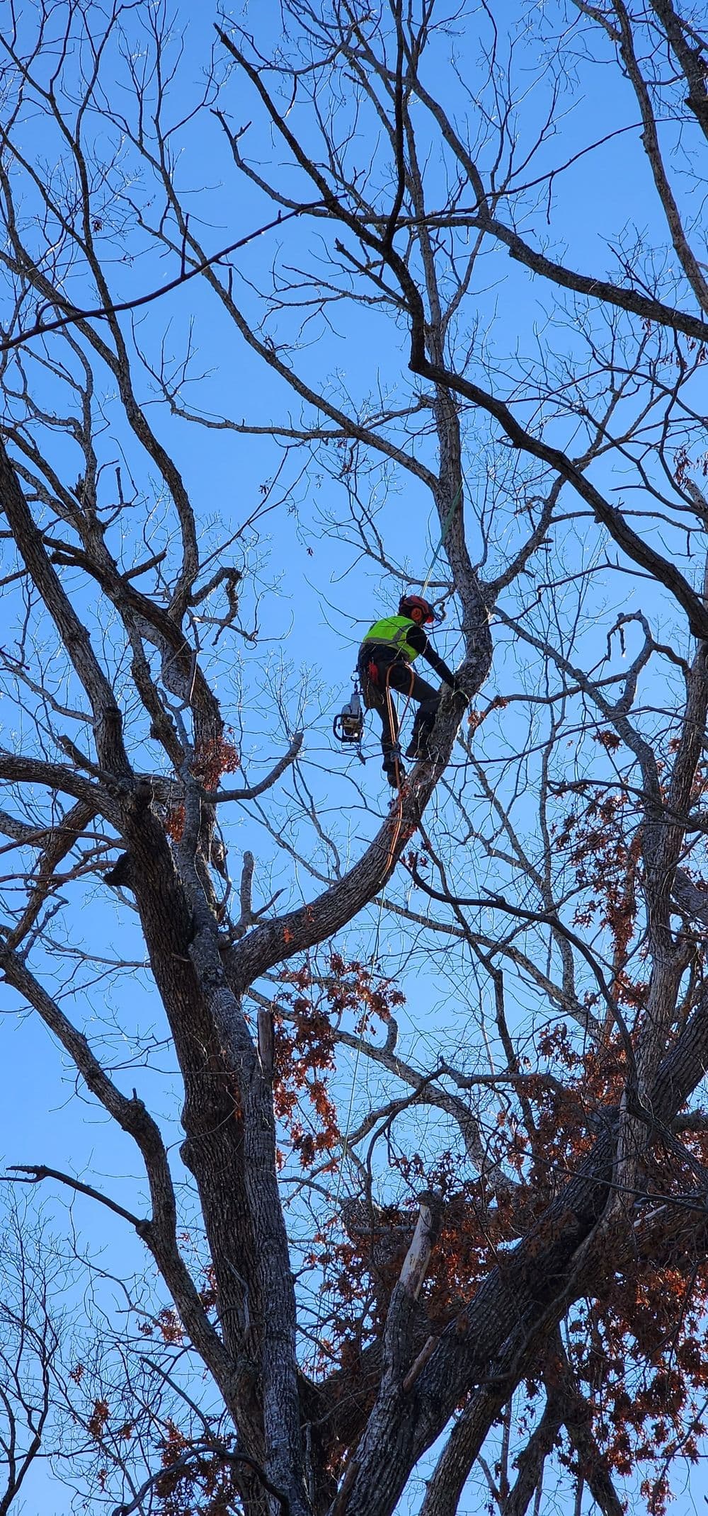 Tree climber in safety gear trimming branches against a clear blue sky.