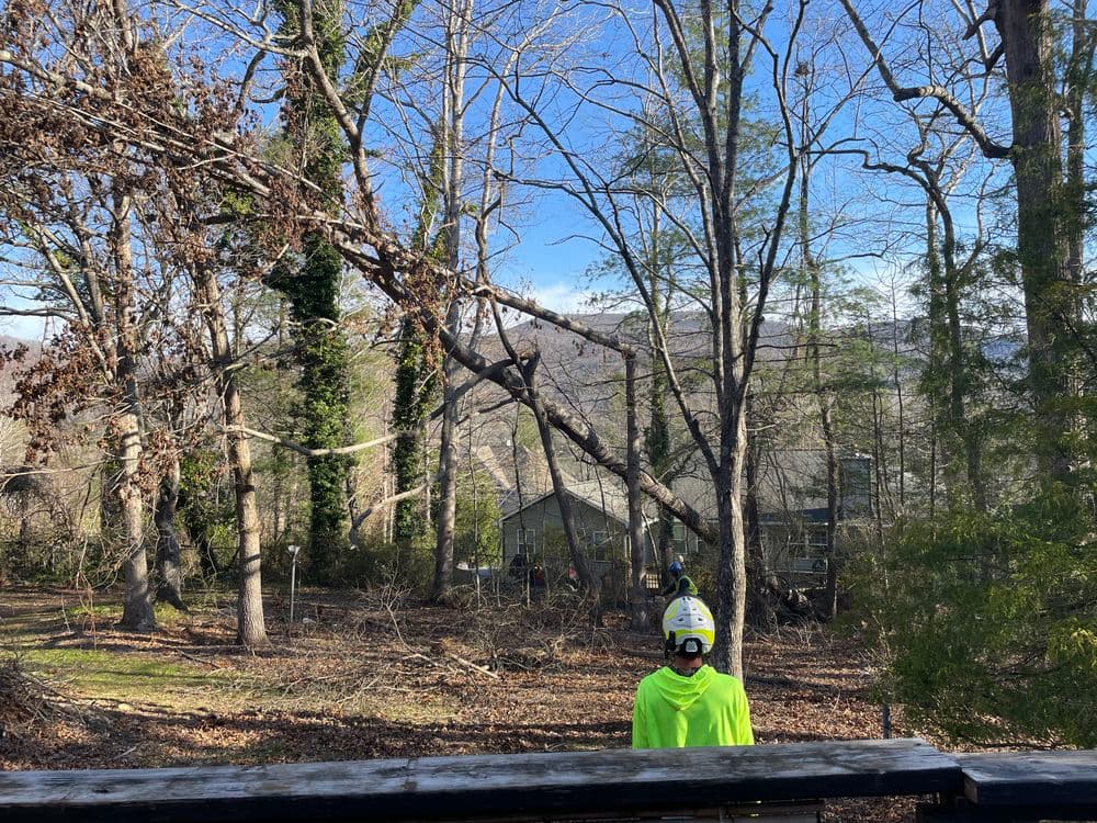Tree removal worker in bright safety gear overseeing fallen trees in a wooded area.