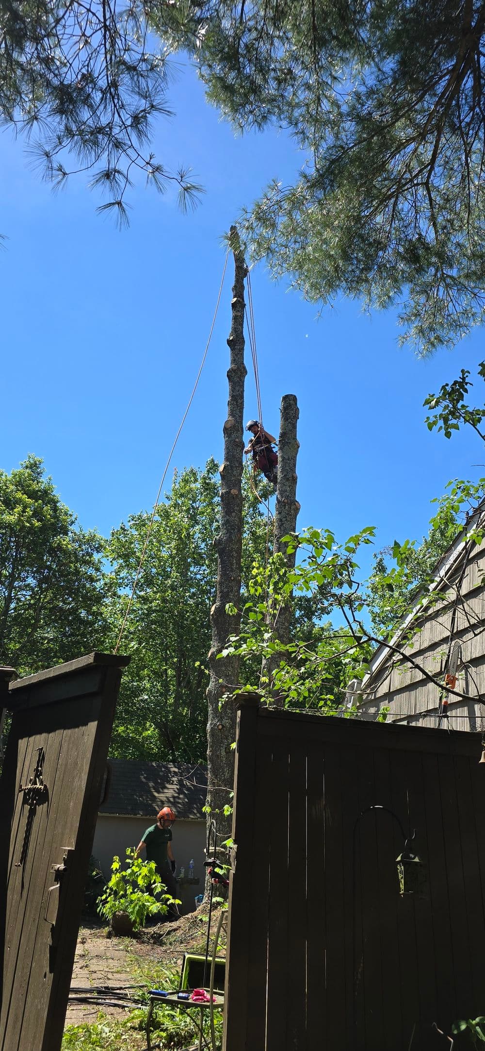 Tree climber working on tall tree stumps against a clear blue sky. Lush greenery surrounds the area.