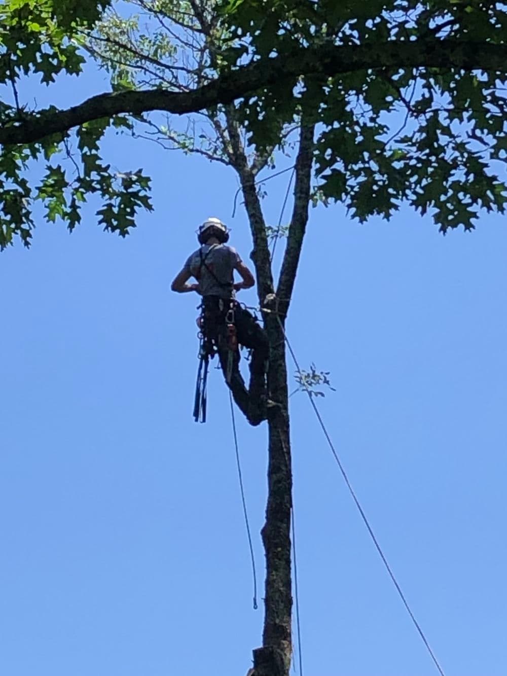 Tree climber using safety gear to prune branches against a blue sky.