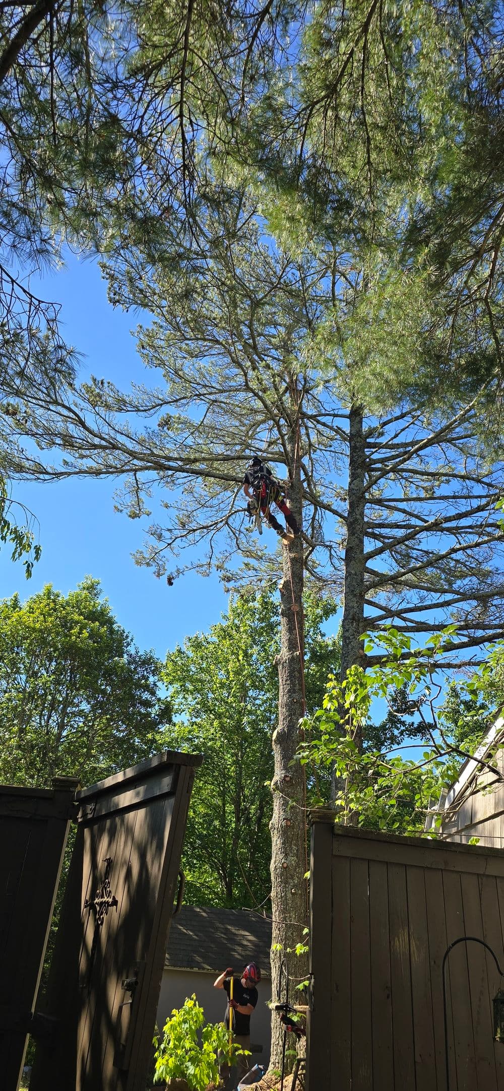 Tree maintenance in progress with a climber using equipment among pine trees.