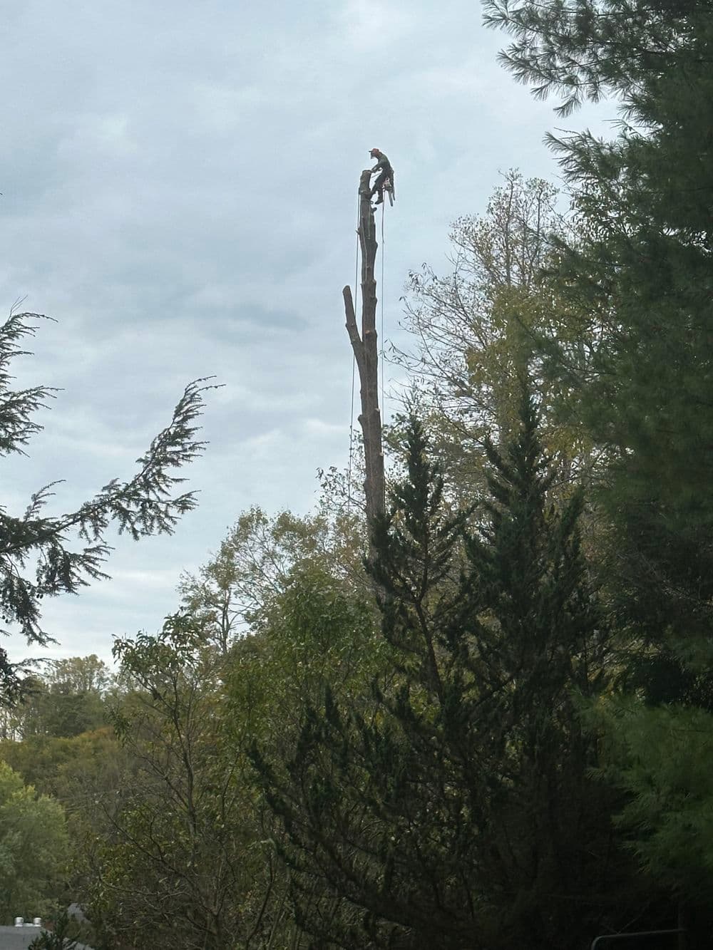 Tree removal service worker climbing a tall dead tree surrounded by greenery.