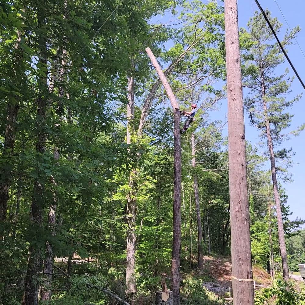 Tree trimming near power lines in a wooded area on a sunny day.