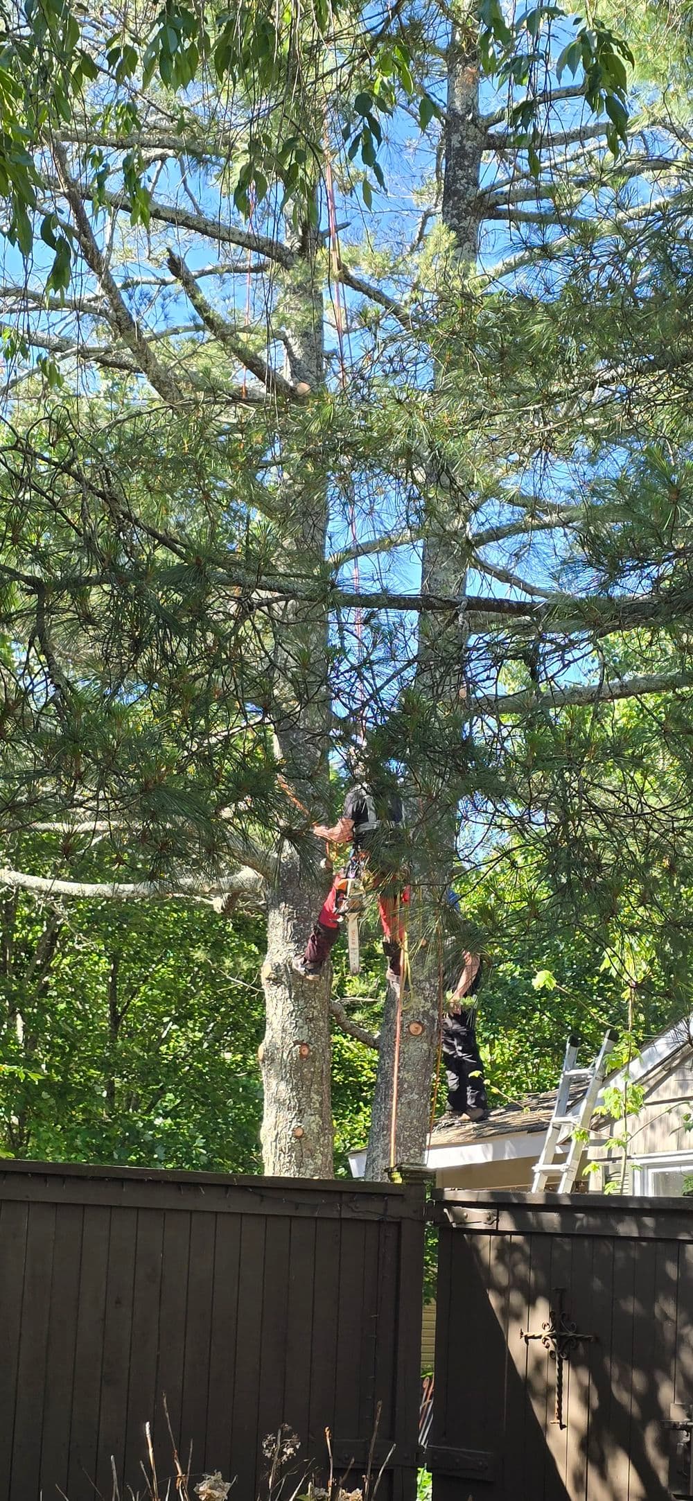 Tree service workers climbing a tall pine tree for maintenance in a lush backyard.