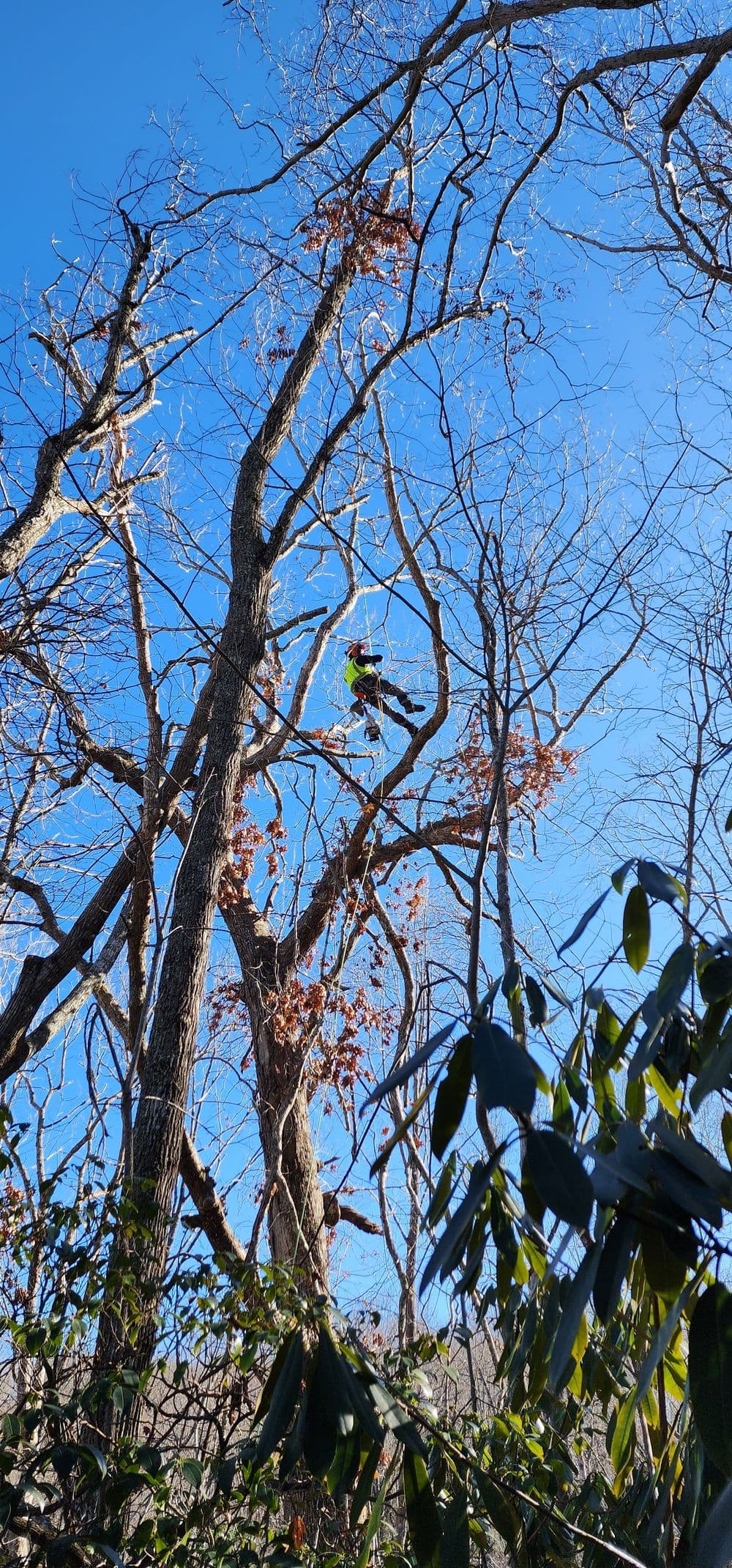 Tree trimmer working high in bare branches against a clear blue sky.