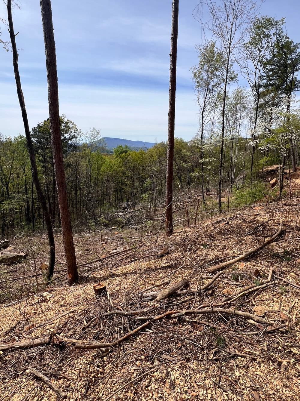 Cleared forest with tree stumps and new growth, showcasing a panoramic mountain view.