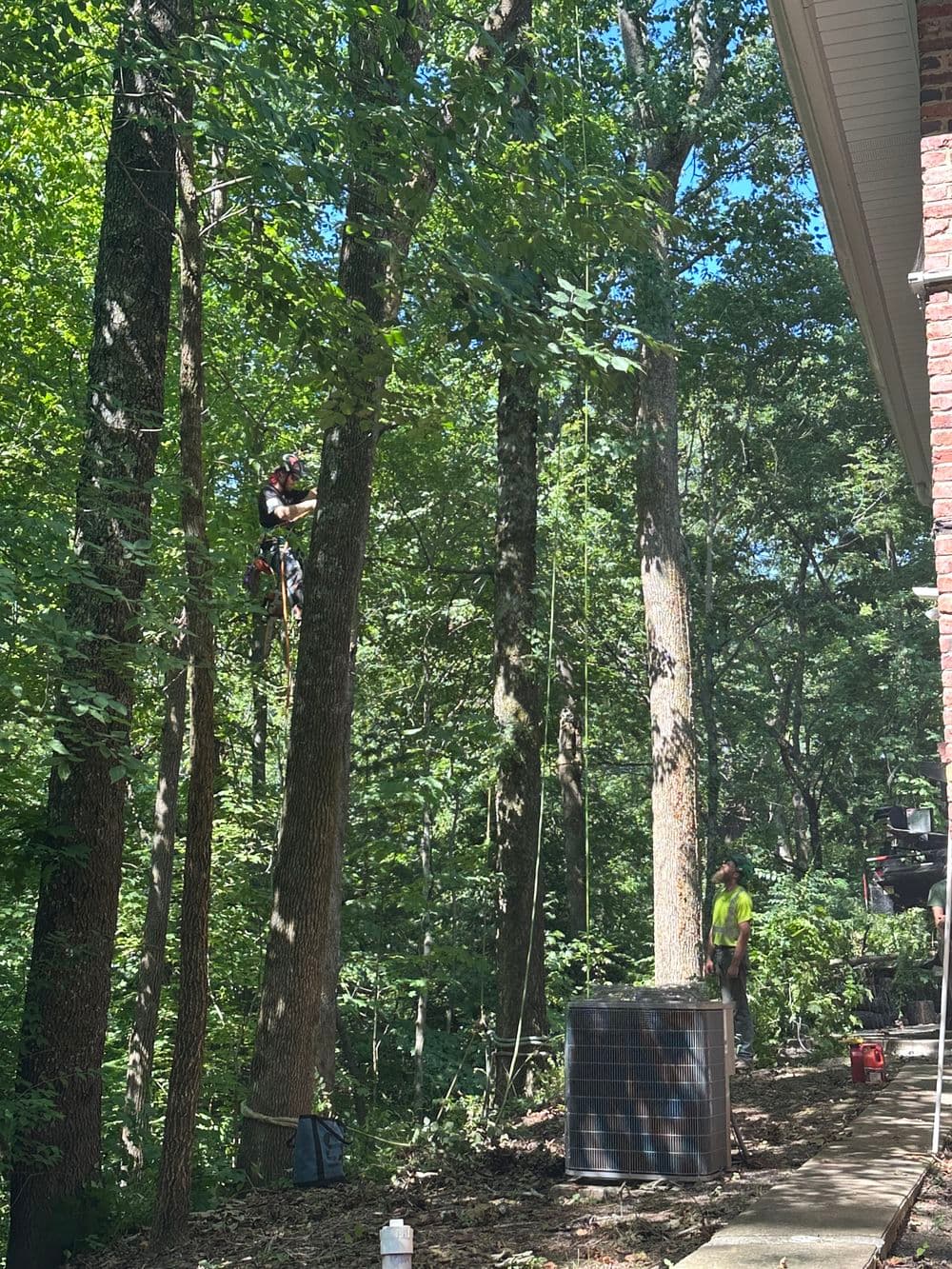 Tree service professional climbing trees in a wooded area, with equipment visible nearby.