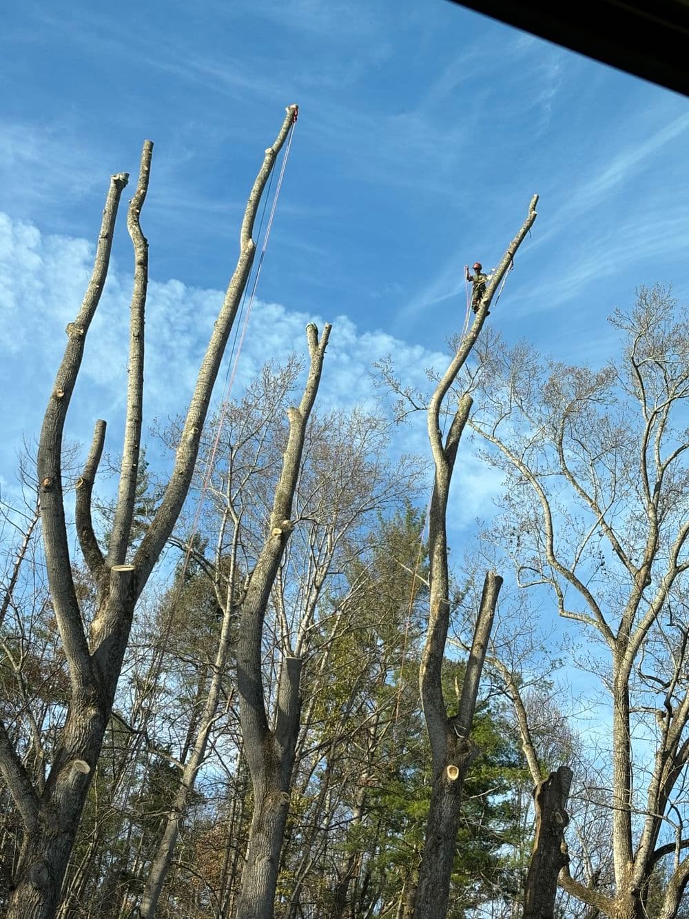 Tree trimming service in action with workers atop large, pruned trees against a blue sky.