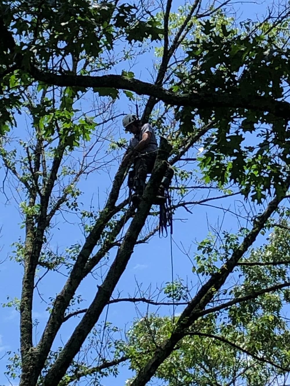 Tree climber pruning branches in a sunny sky, showcasing tree care and maintenance skills.
