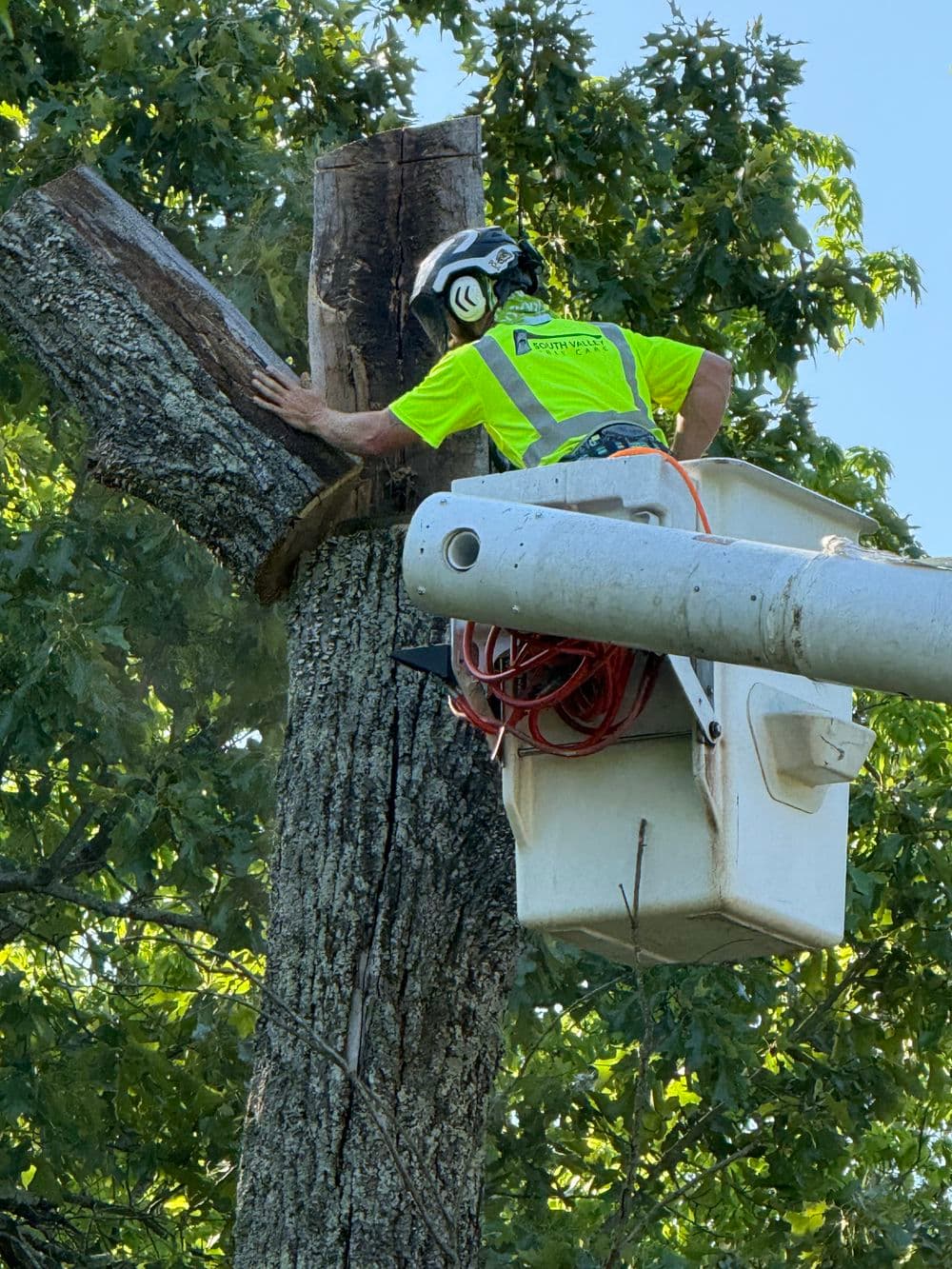 A tree worker in a bucket truck is trimming a tree branch with safety gear on.