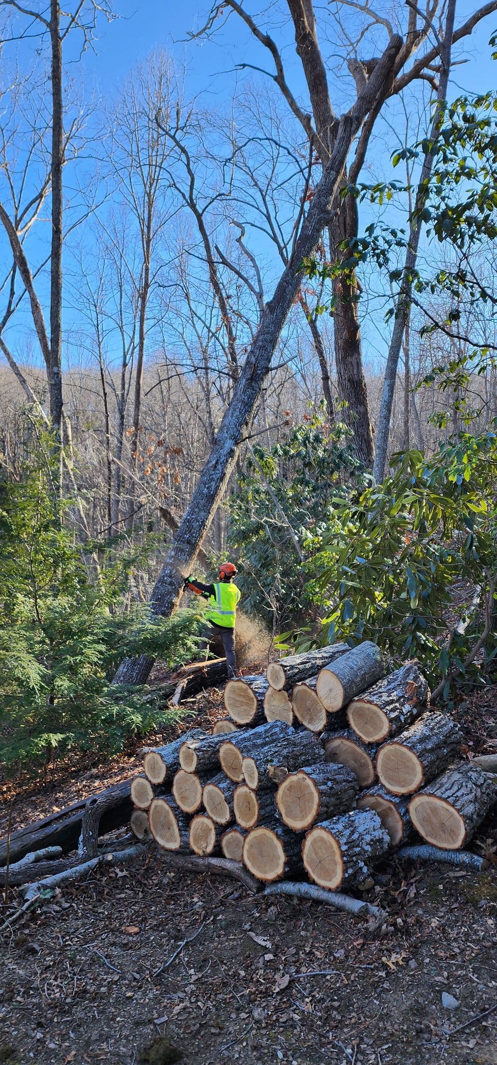 Tree removal in progress with a worker cutting down trees in a forest setting.