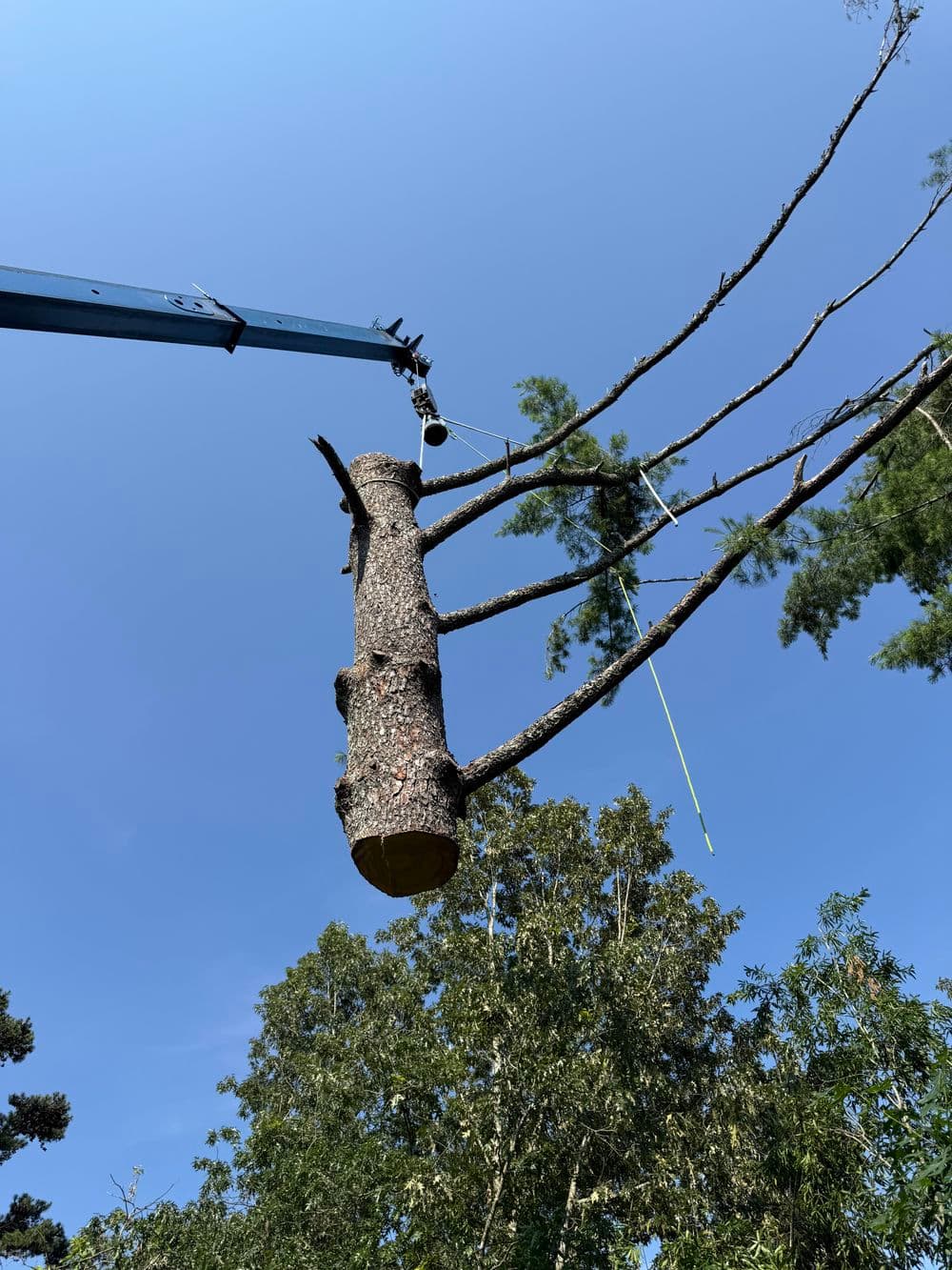 Tree being removed with a crane against a clear blue sky, showcasing branches and foliage.