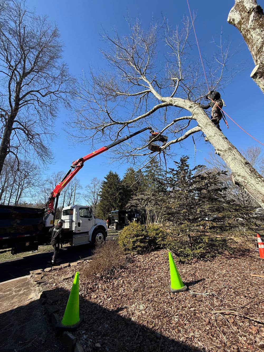 Tree removal service in action with workers using equipment near a truck under a clear blue sky.