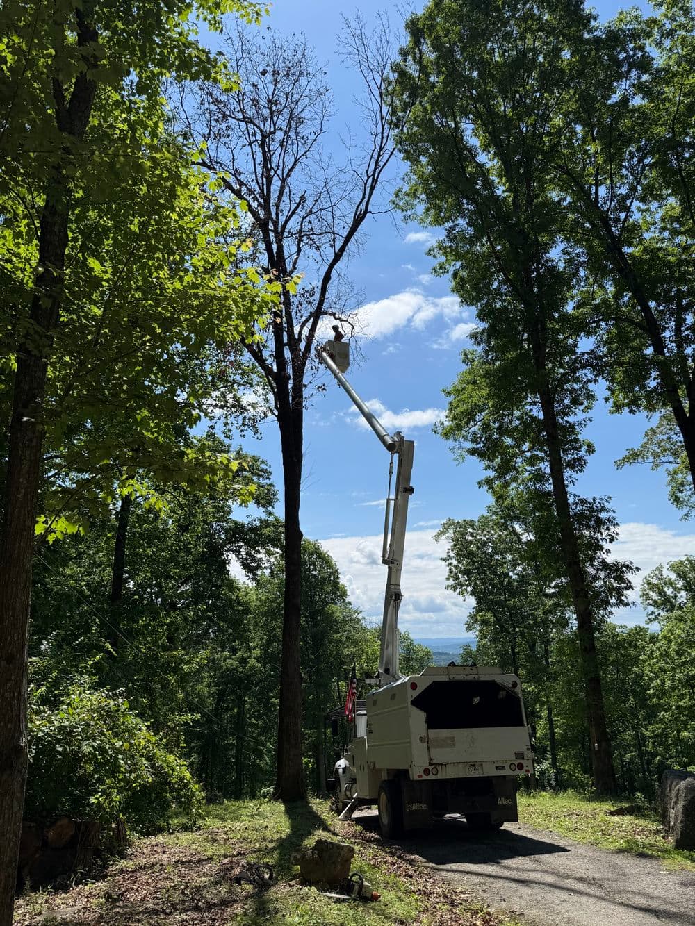 Tree trimming service using a lift truck in a green forested area under a blue sky.