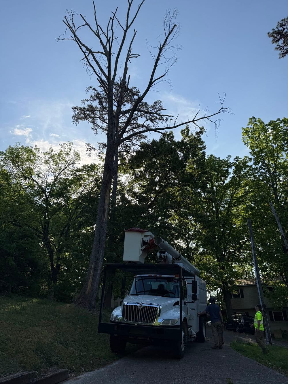Tree removal service in progress with bucket truck near a tall, leafless tree.