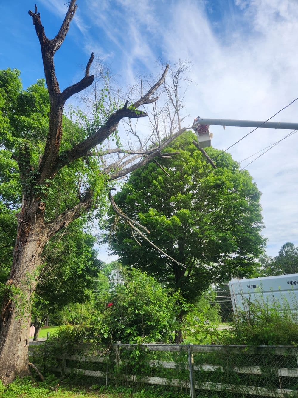 Gallery photos for Dead Oak Removal Over a Neighbor's Fence in LaFayette GA: Image #1
