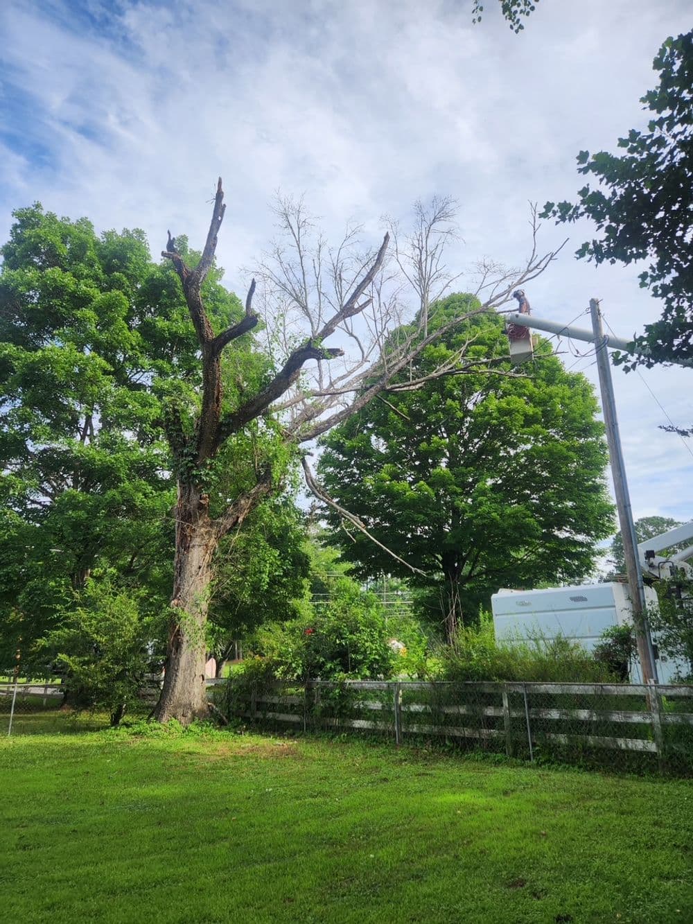 Tree pruning service in a lush green yard with a worker atop an old tree.