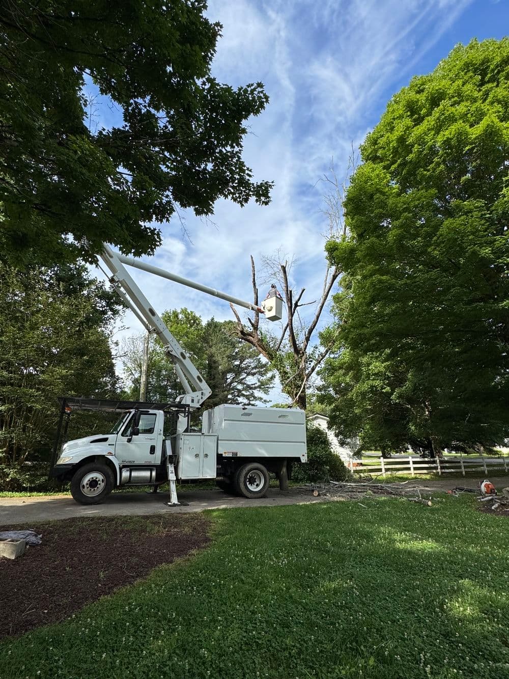 Tree removal service using a bucket truck to prune branches under a clear blue sky.