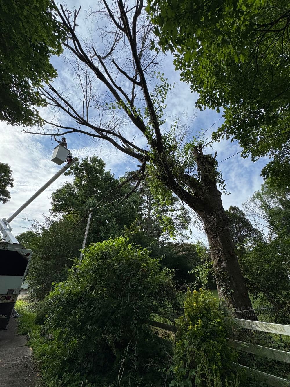 Tree trimming in progress with a worker in a lift, surrounded by greenery and blue sky.