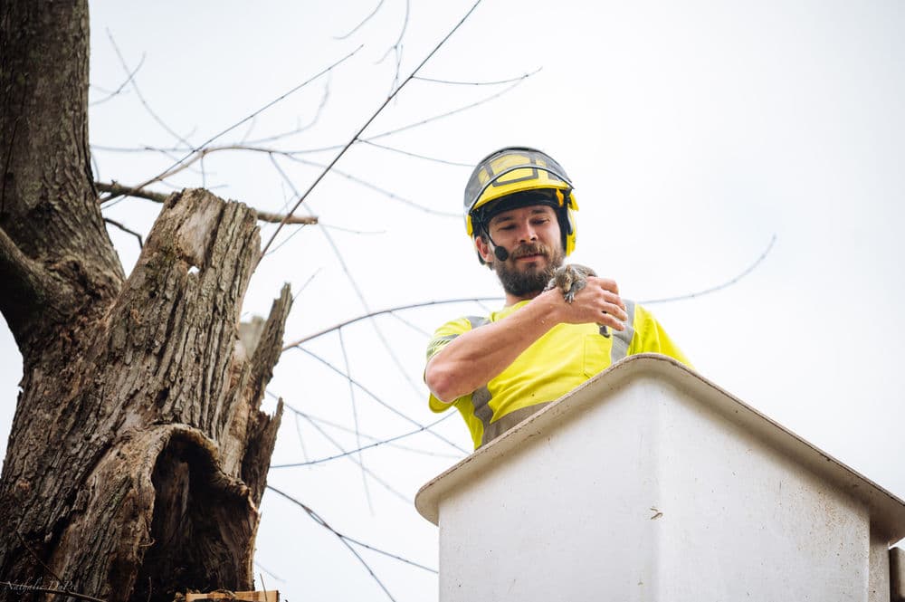 Tree worker in helmet rescues baby animal from elevated platform. Safety gear and tree background visible.