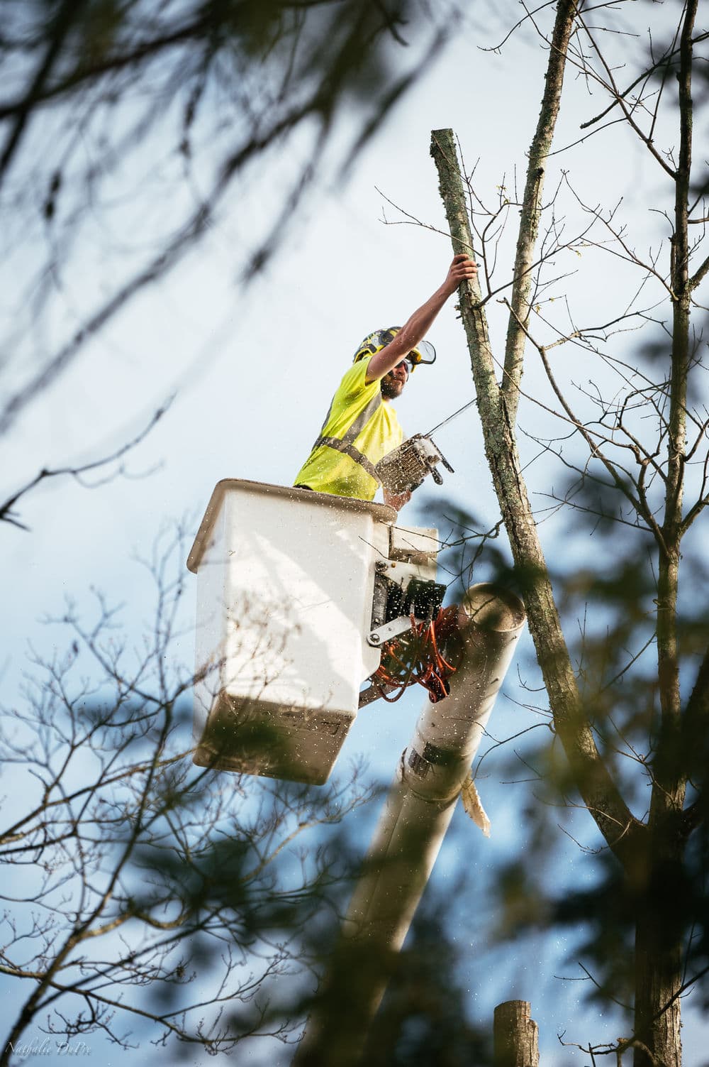 Tree worker in bucket lift trimming branches from tall tree, wearing safety gear.
