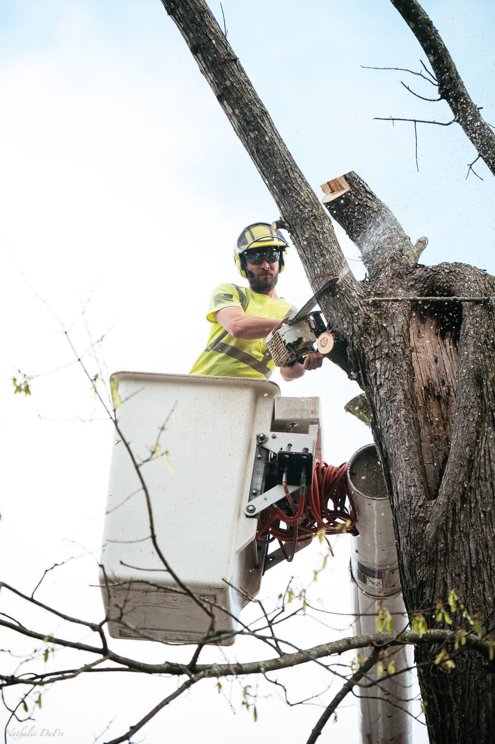 Tree removal expert using a chainsaw from a bucket truck, safely trimming branches.