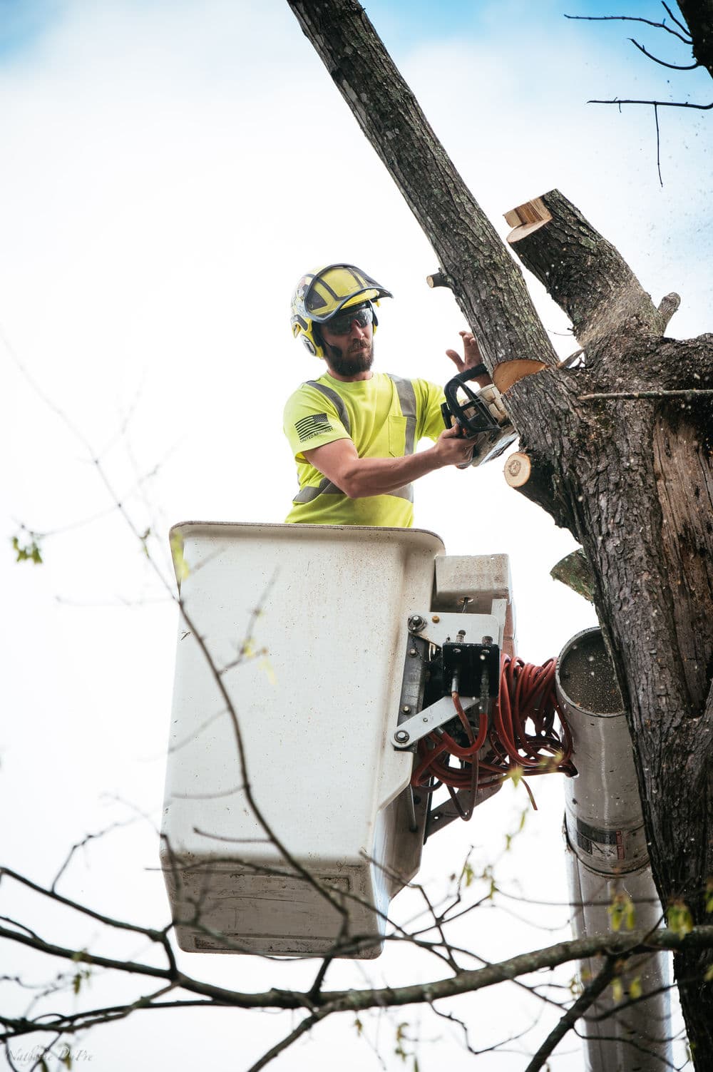 Tree worker using a chainsaw to trim branches from a tall tree in a bucket truck.