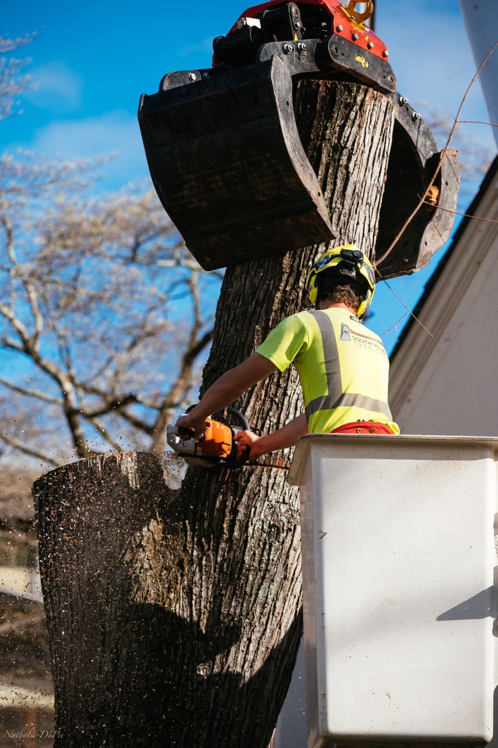 Tree removal service: worker using chainsaw from lift to cut tree trunk outdoors.