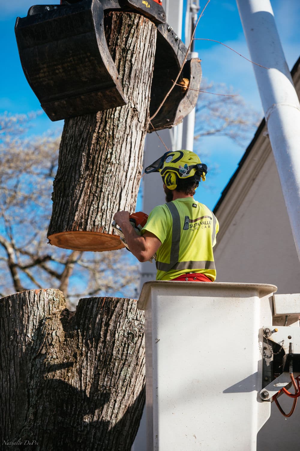 Tree service worker using a chainsaw to cut down a large tree branch from a lift.