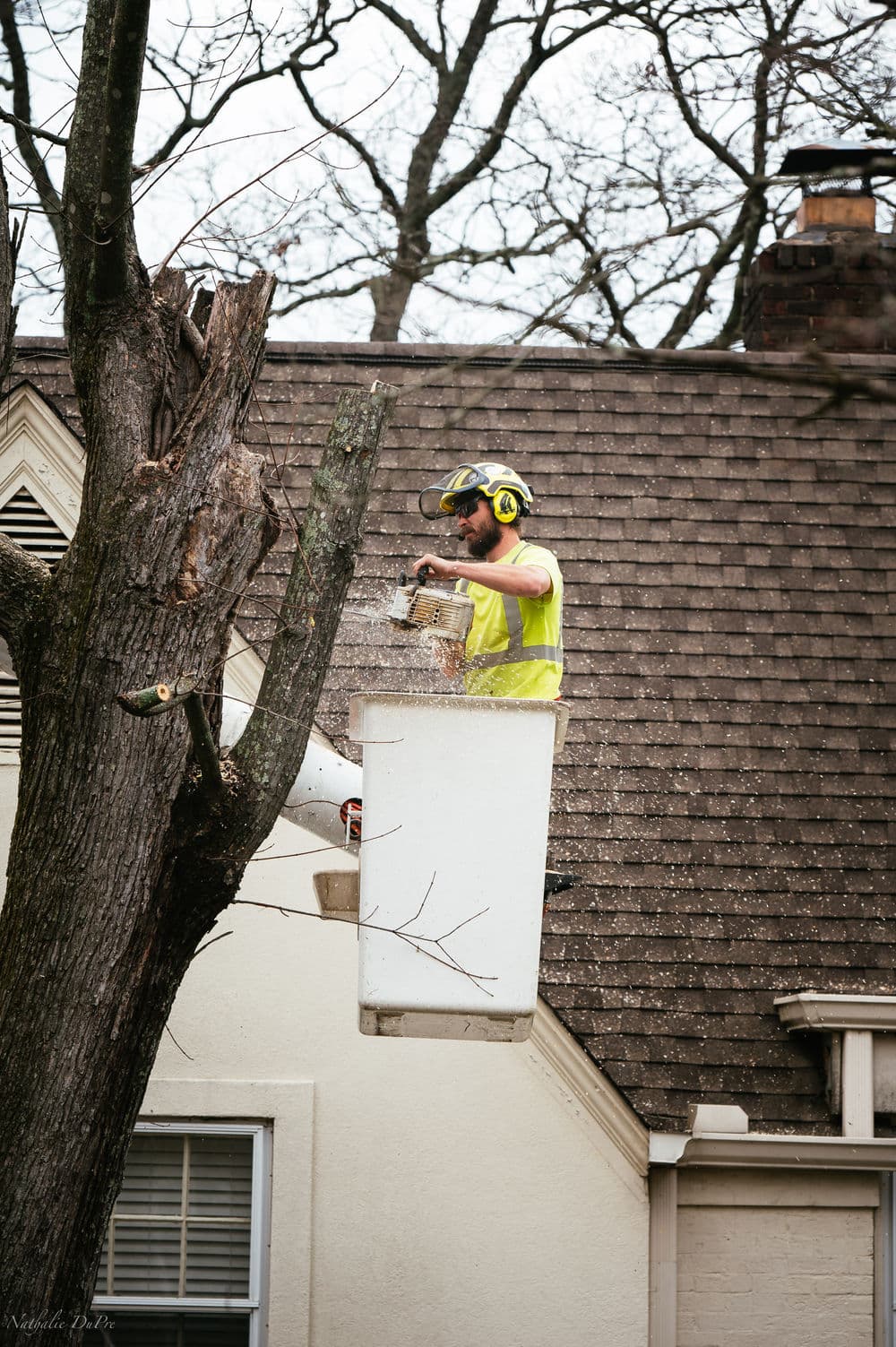 Tree service worker pruning a large tree from a cherry picker, wearing safety gear.