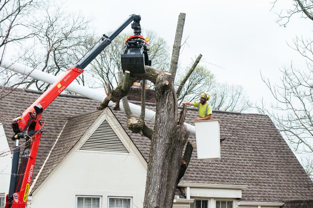 Tree removal crew using a crane to cut branches from a tall tree near a house.