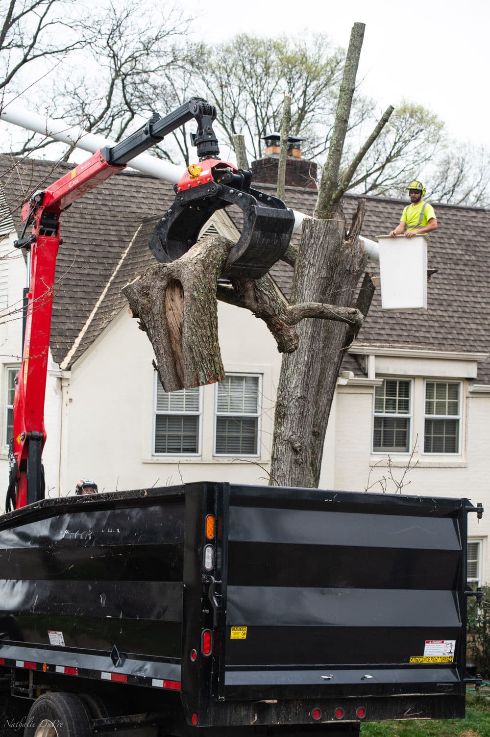 Tree removal service with a crane lifting branches over a dump truck and worker on roof.