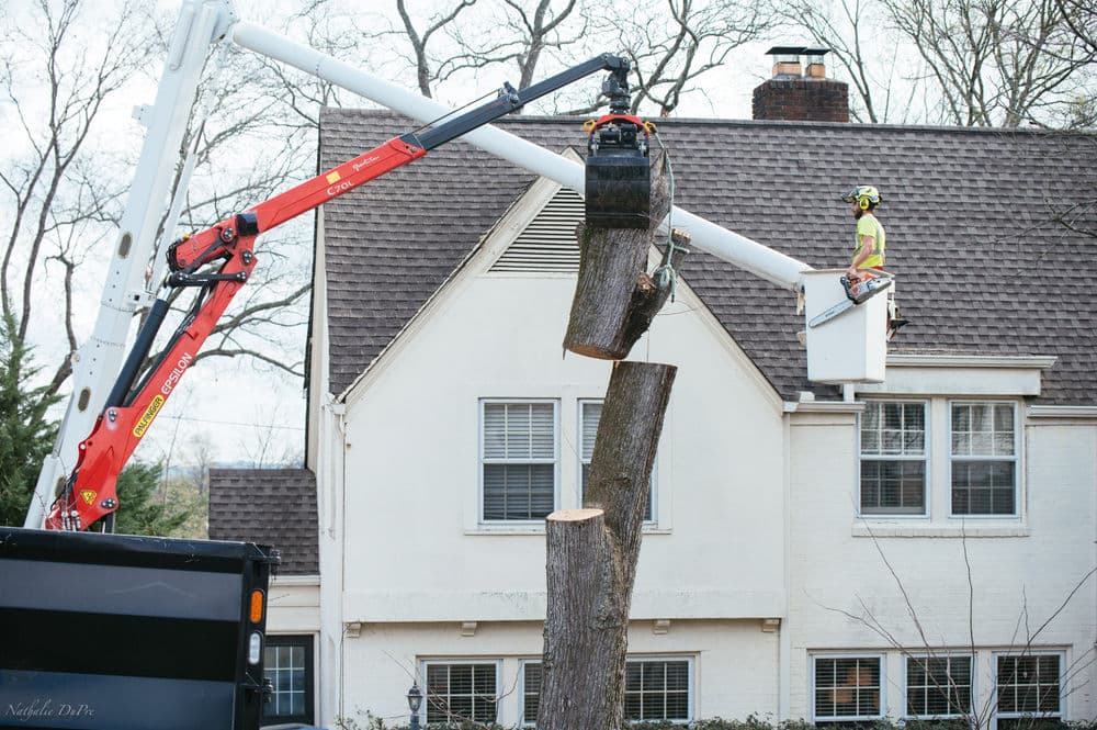 Tree removal service using a crane to cut down a large tree near a house. Safety gear worn.