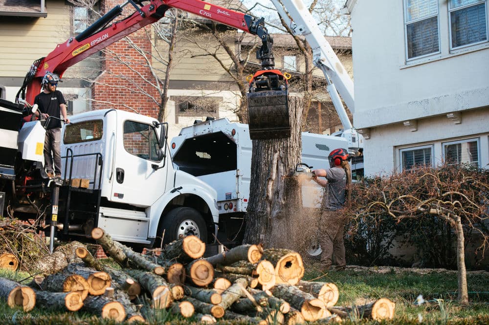 Tree removal service in action, with workers cutting logs and a wood chipper nearby.