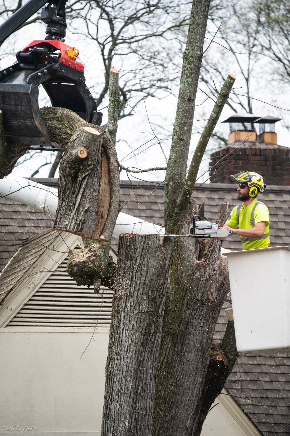 Tree removal worker using a chainsaw, operating from a lift, with machinery above him.