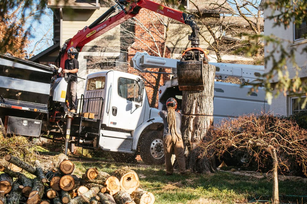 Tree removal service in action with crane and workers cutting down a large tree.