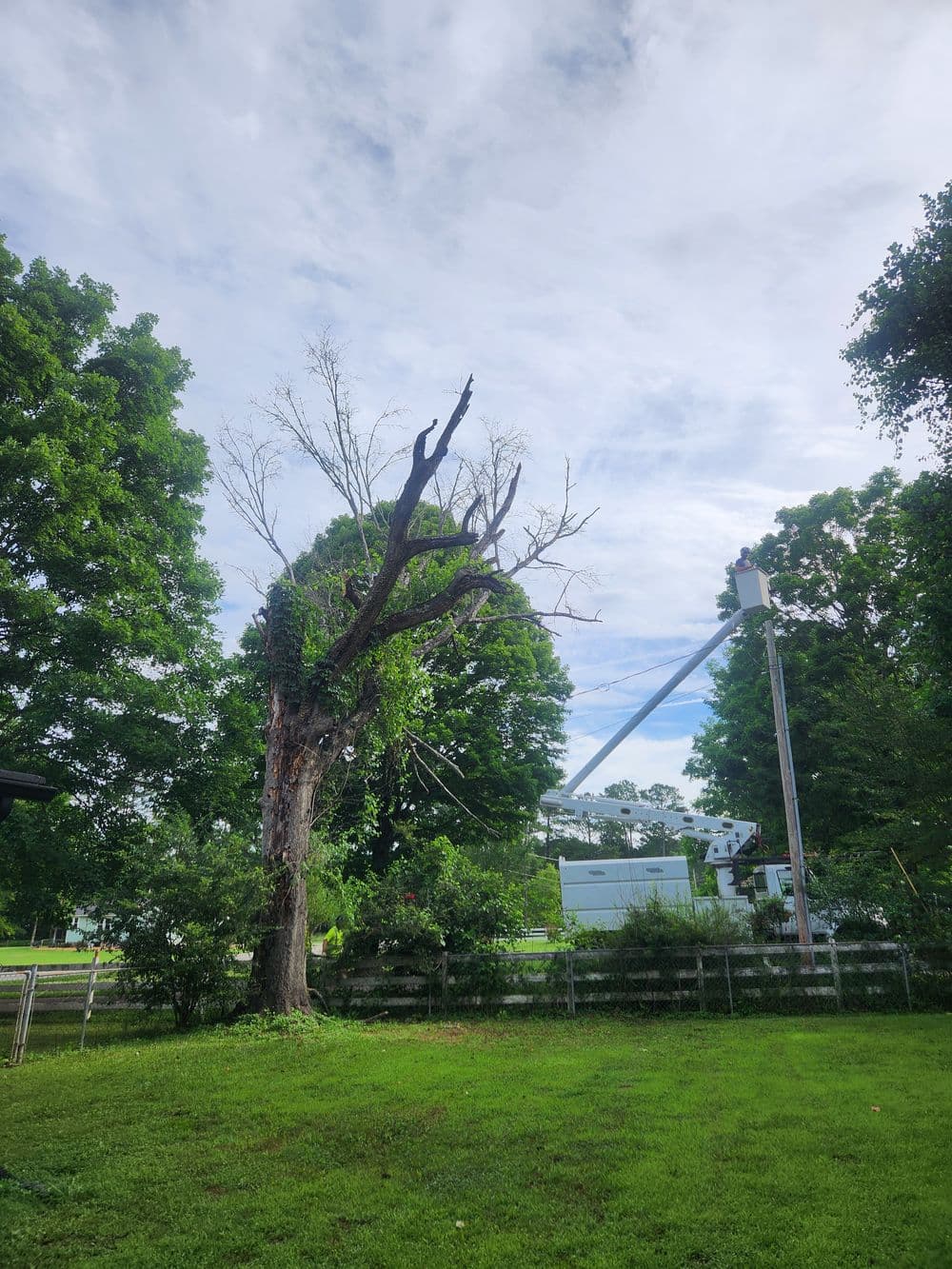 Dead tree removal with bucket truck in lush green yard under blue sky.