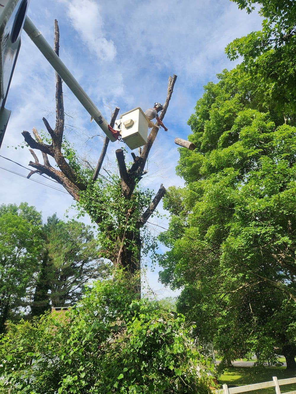 Tree trimming using a cherry picker, showcasing dead branches against a blue sky.