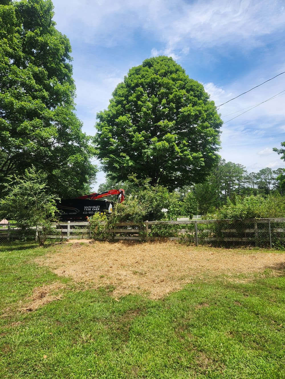 Large green tree near a lawn with freshly cut grass and a truck in the background.