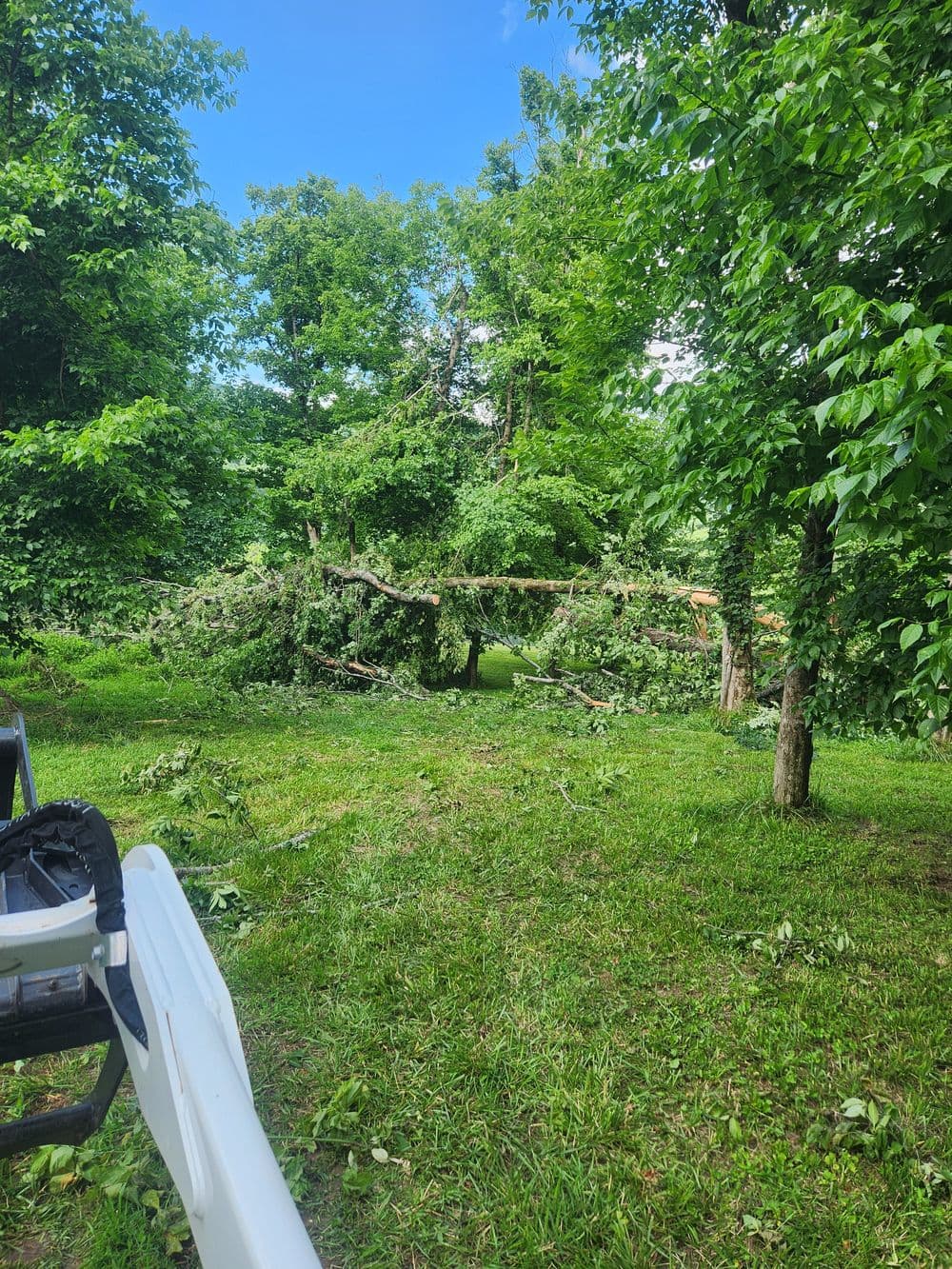 Fallen tree branches in a green yard surrounded by lush foliage and blue sky.