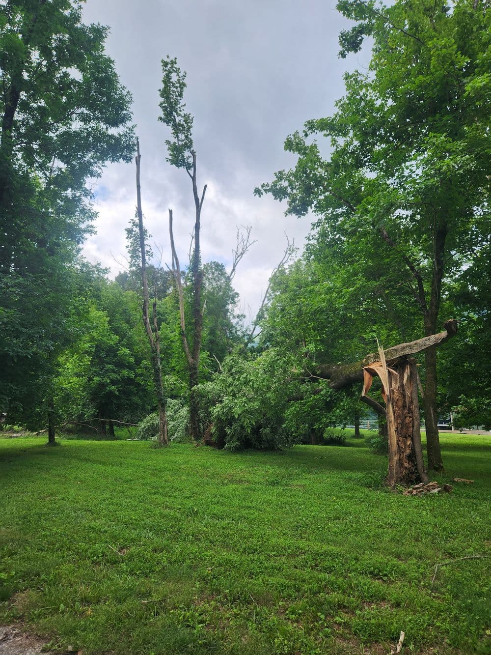 Storm Damage Tree Removal on a Riverside Property in Whitwell