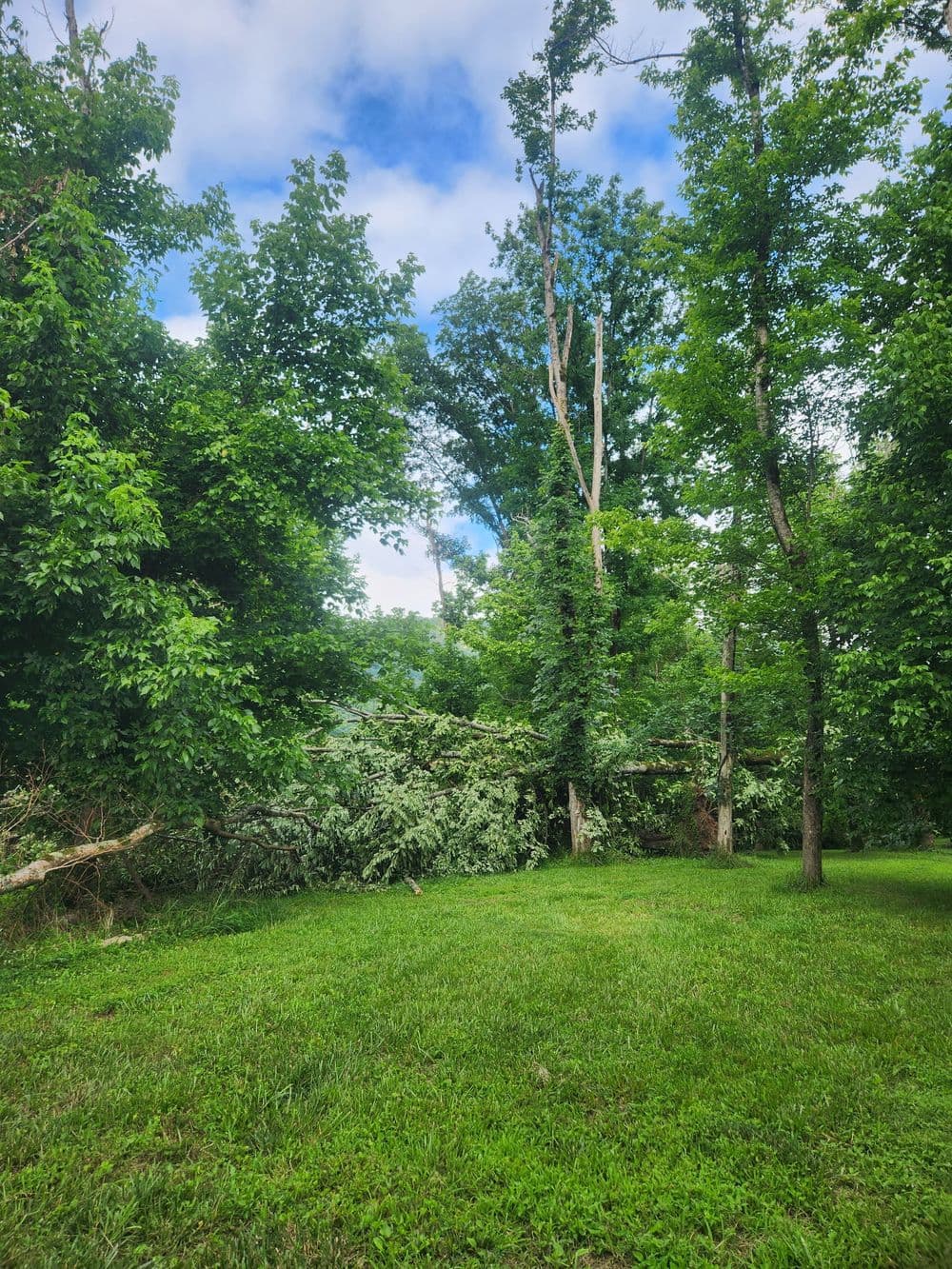 Gallery photos for Storm Damage Tree Removal on a Riverside Property in Whitwell: Image #2
